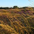 Wuivend gras in gouden avondzon