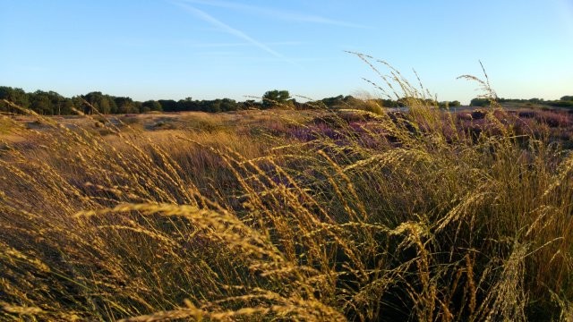 Wuivend gras in gouden avondzon